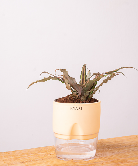 Cryptanthus Plant - BYOB