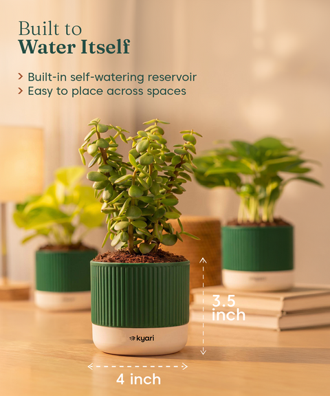 Lucky Plants Combo - Set of 2 Self Watering Plants