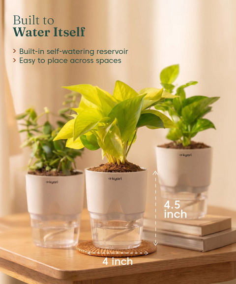Kyari Lucky Combo of 3 Indoor Plants - Golden Money, Green Money & Jade with Poetic Black Self Watering Pot - Live Plants for Home Decor & Living Room - Vastu Friendly Plant Set