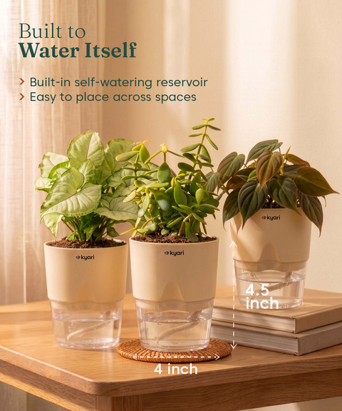 Air Purifying Combo - Set of 3 Self Watering Plants