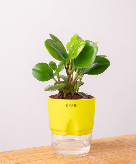 Peperomia Green Plant - BYOB