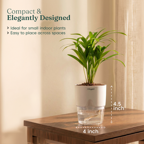 Areca Palm Plant With Self Watering Pot