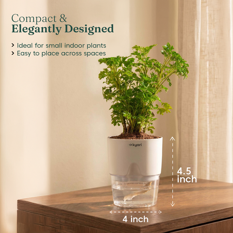 Aralia Green Plant With Self Watering Pot