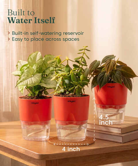 Air Purifying Combo - Set of 3 Self Watering Plants
