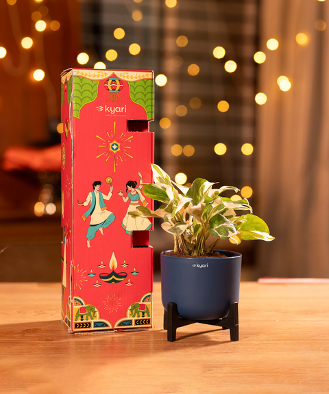 Gleam Hamper -  Money N' Joy Plant With Aira Self Watering Pot