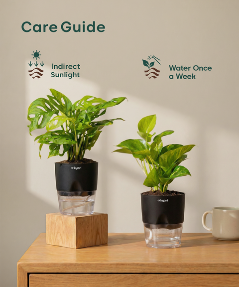 Easy Care Home Decor Combo