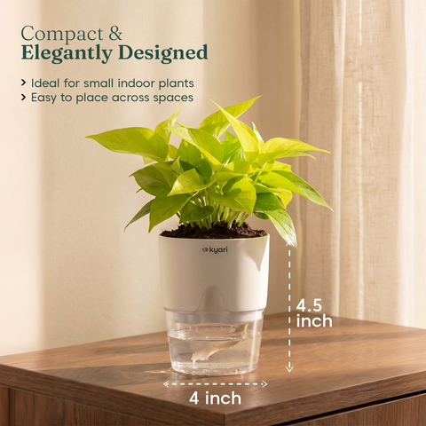 Golden Money Plant - BYOB