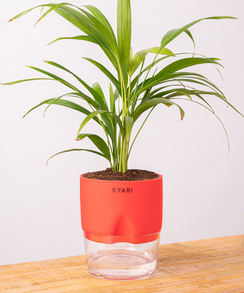 Areca Palm Plant - BYOB