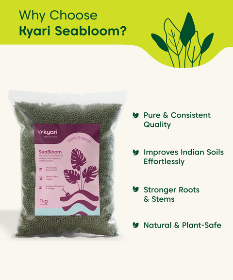 seabloom 1 kg