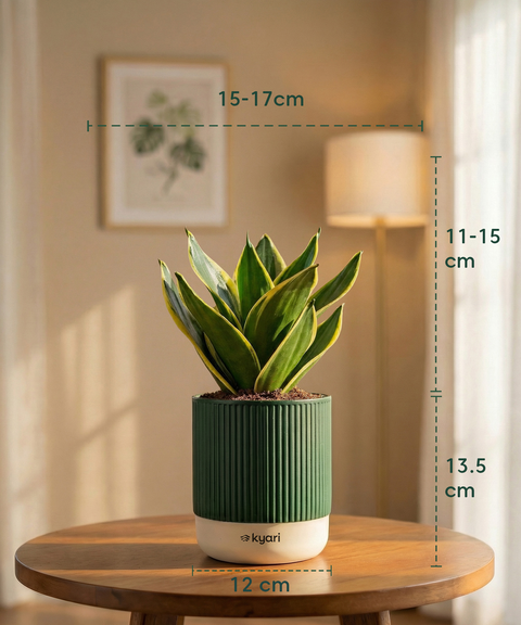 Golden Hahnii Snake Plant with Medium Self Watering Pot