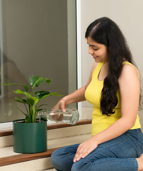 Bird Of Paradise with Zen Planter