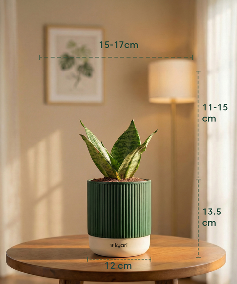 Green Snake Plant with Medium Self Watering Pot
