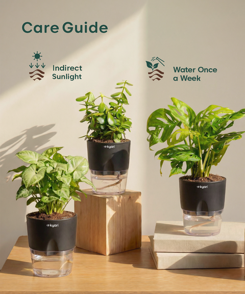 Stress Relief Indoor Plant Combo
