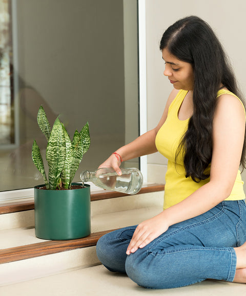 Sensevera Zeylanica with Zen Planter