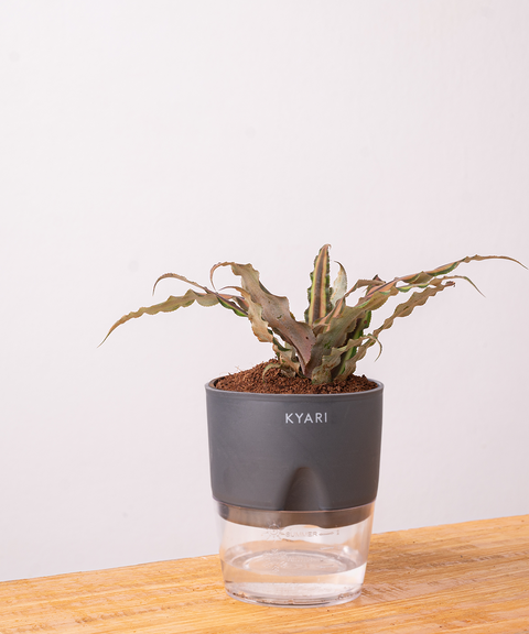 Cryptanthus Plant