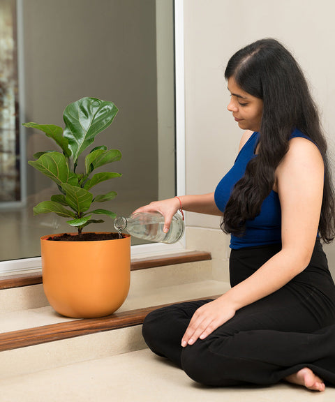 Fiddle Fig Plant