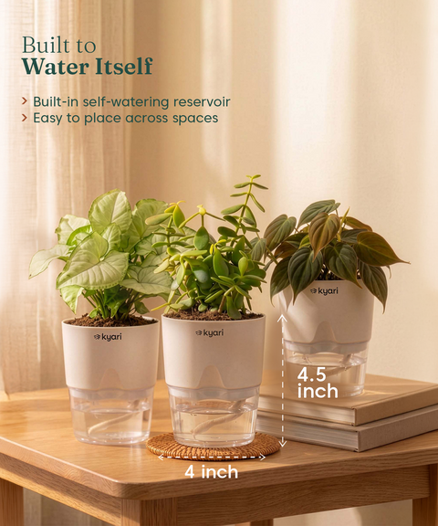 Kyari Combo of 3 Indoor Plants - Jade, Syngonium White & Philodendron Micans with Poetic White Self Watering Pot - Live Plants for Home Decor & Living Room - Low Maintenance Plant Set