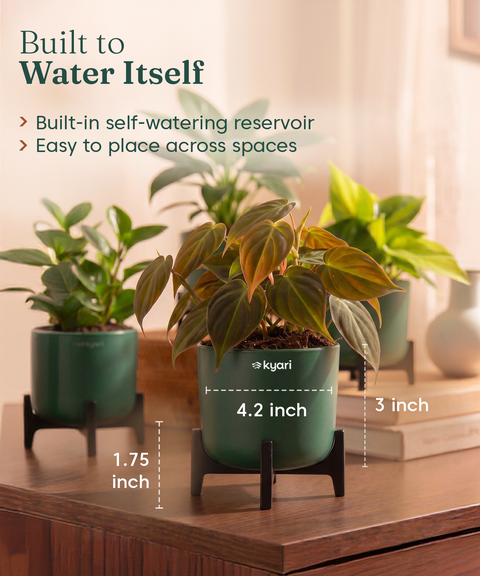 Lucky Plants Combo - Set of 4 Self Watering Plants