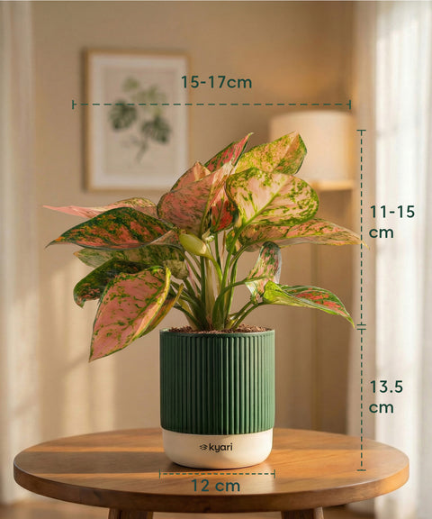 Aglaonema Pink Valentine Plant with Medium Self Watering Pot