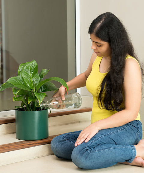 Peace Lily with Zen Planter