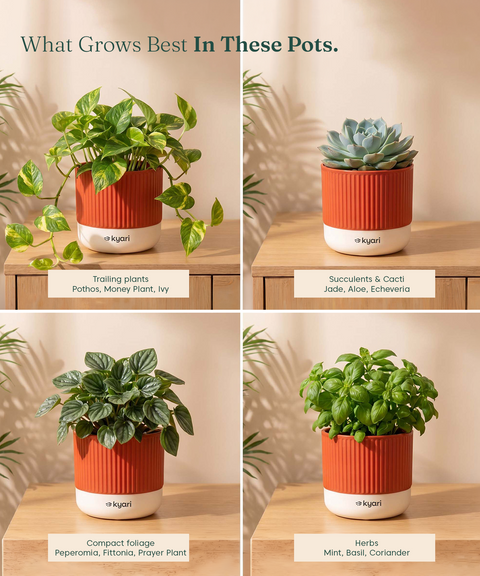Mylo Pot red combo of 5