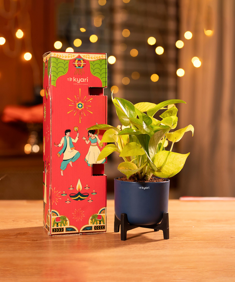 Gleam Hamper - Golden Money Plant With Aira Self Watering Pot