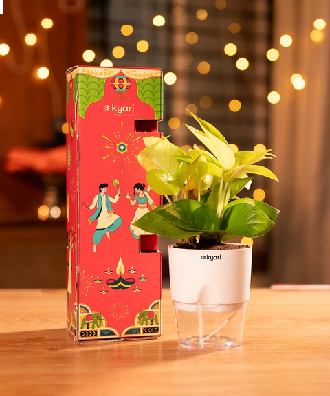 Gleam Hamper - Golden Money Plant With Poetic Self Watering Pot