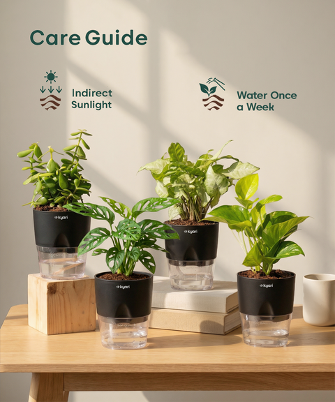 Home Decor Plant Combo Set (4 Pack)