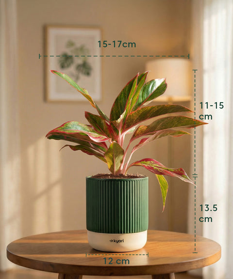 Aglaonema Lipstick Plant with Medium Self Watering Pot