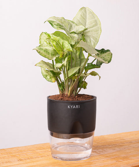 Syngonium Pixie White Plant - BYOB