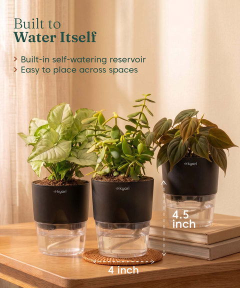 Air Purifying Combo - Set of 3 Self Watering Plants