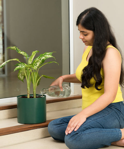 Dieffenbachia Cheetah with Zen Planter