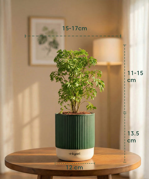 Aralia Green Plant with Medium Self Watering Pot