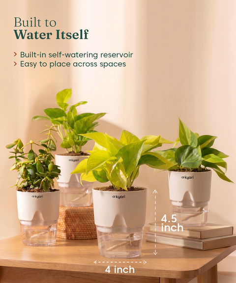 Kyari Combo of 4 Indoor Plants - Jade, Green Money, Golden Money & Philodendron Oxycardium with Poetic White Self Watering Pot - Live Plants for Home Decor & Living Room - Air Purifying Plant Set