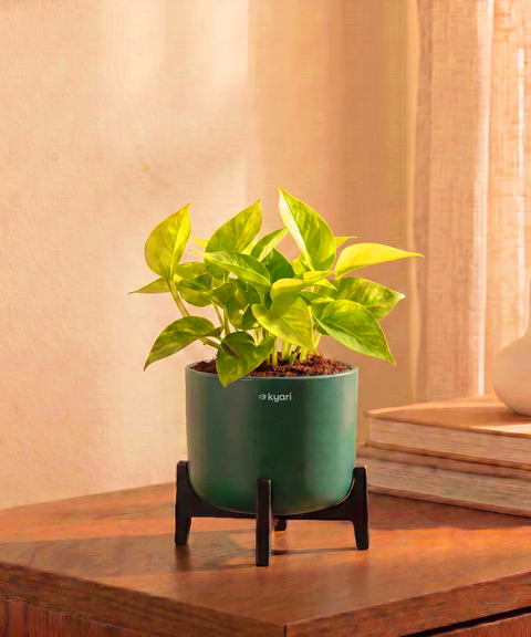 Golden Money Plant in Aira Self Watering Pot (Stand included)