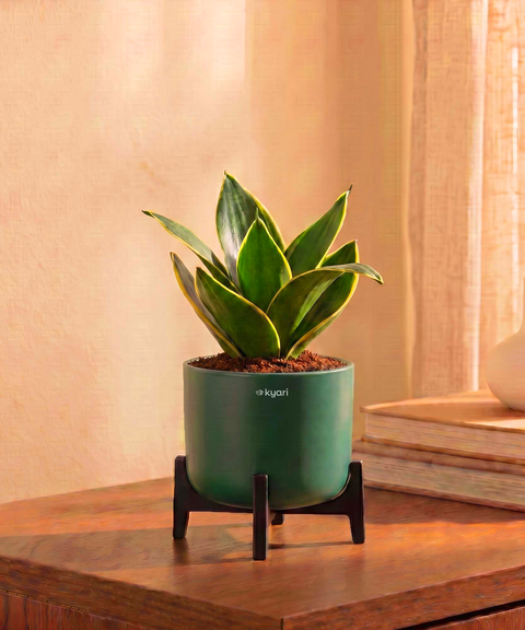Golden Snake Plant in Aira Self Watering Pot (Stand included)