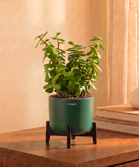 Jade Plant with Aira Pot for corporate