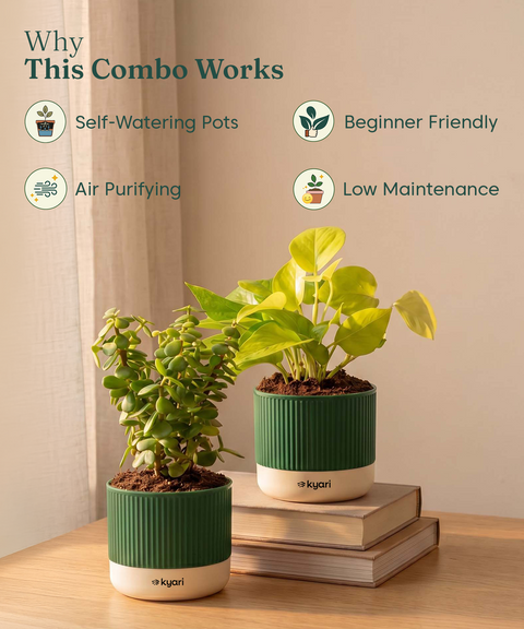 Lucky Plants Combo - Set of 2 Self Watering Plants
