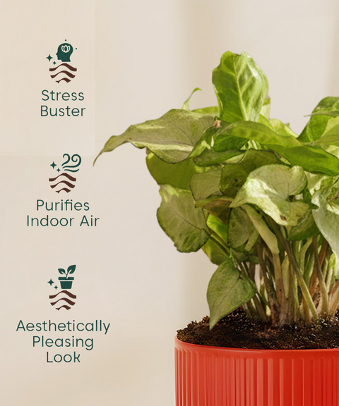 Syngonium White Plant With Mylo Planter