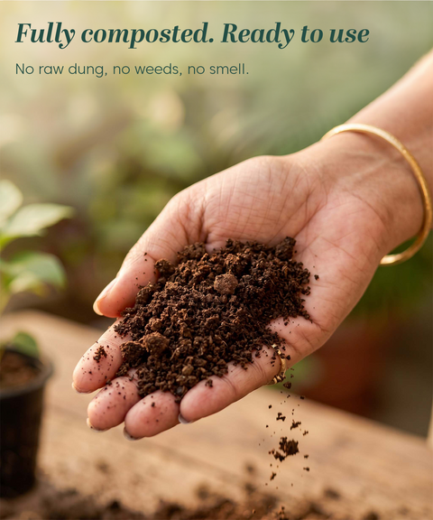 Cow Dung Manure