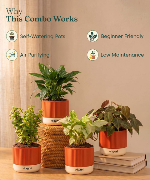 Air purifying Combo - Set of 4 Self Watering Plants