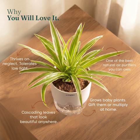 Spider Plant With Self Watering Pot