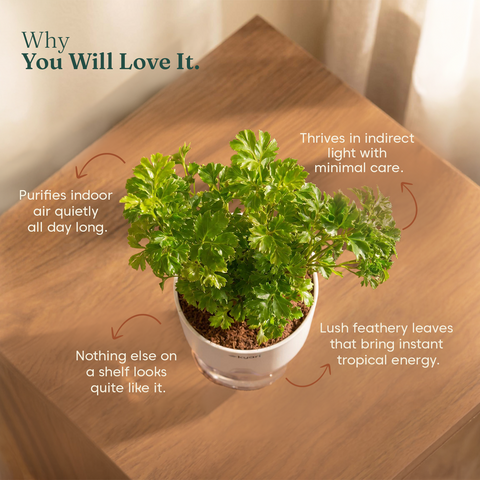 Aralia Green Plant With Self Watering Pot