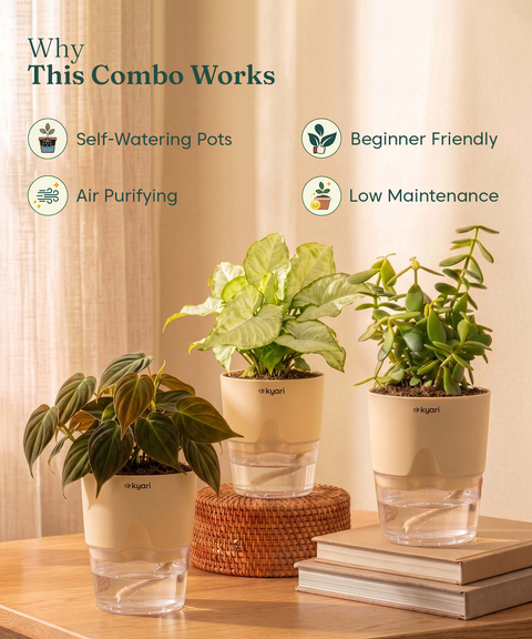 Air Purifying Combo - Set of 3 Self Watering Plants