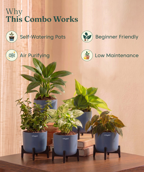 Air Purifying Combo - Set of 5 Self Watering Plants