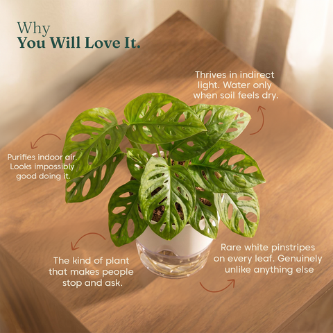 Philodendron Broken Heart Plant With Self Watering Pot