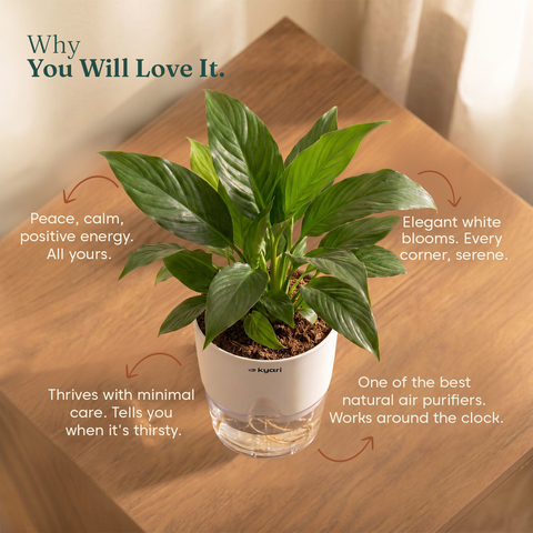 Peace Lily Plant - BYOB