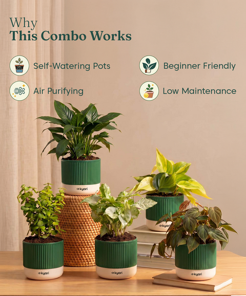 Air purifying Combo - Set of 5 Self Watering Plants