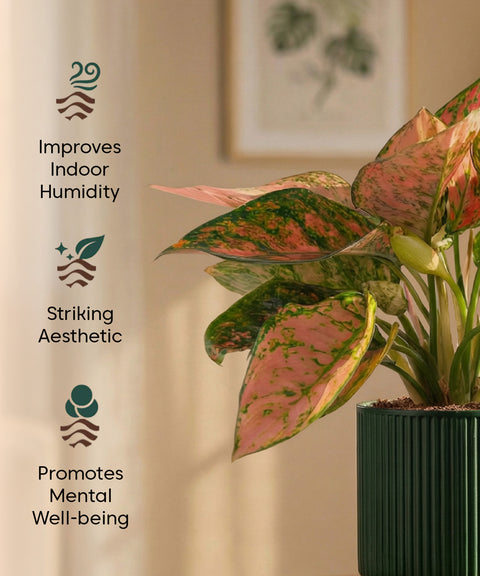 Aglaonema Pink Valentine Plant with Medium Self Watering Pot