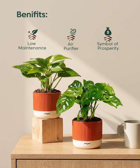 Easy Care Home Decor Combo